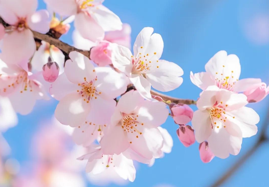 三月三上巳节 | 文化传承与LEWIN乐玩数码印刷的创新融合