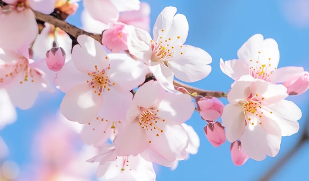 三月三上巳节 | 文化传承与LEWIN乐玩数码印刷的创新融合